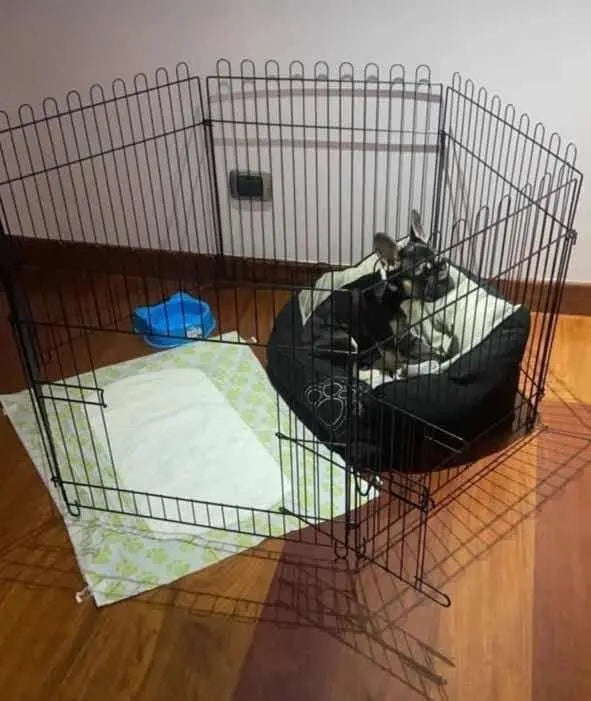 Corral Mascotas Metálico De 63x62cm X 6 Piezas Trae Puerta